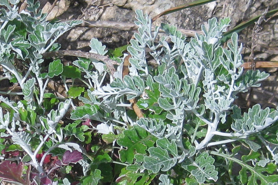 Jacobaea maritima subsp. sicula / Senecione siciliano